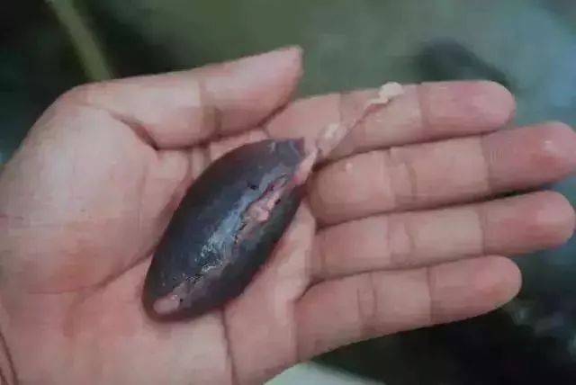 廊坊人爱买鱼的注意!这部位吃一口差点身亡,千万别去试