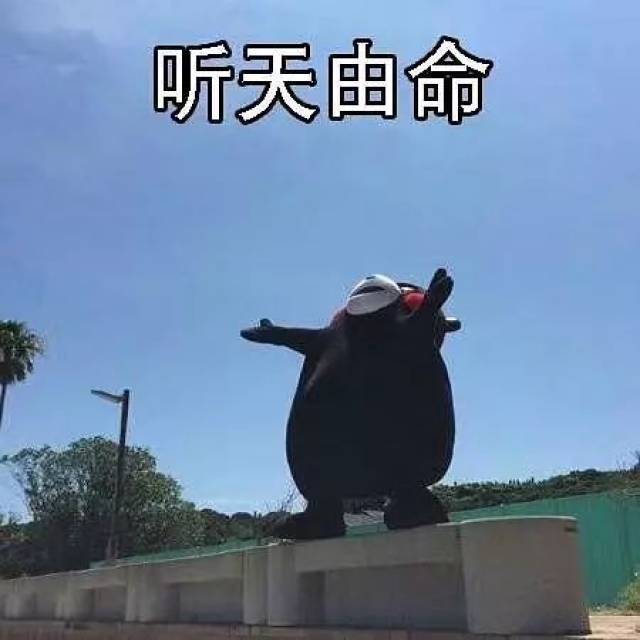 那些支撑我活下去的表情包