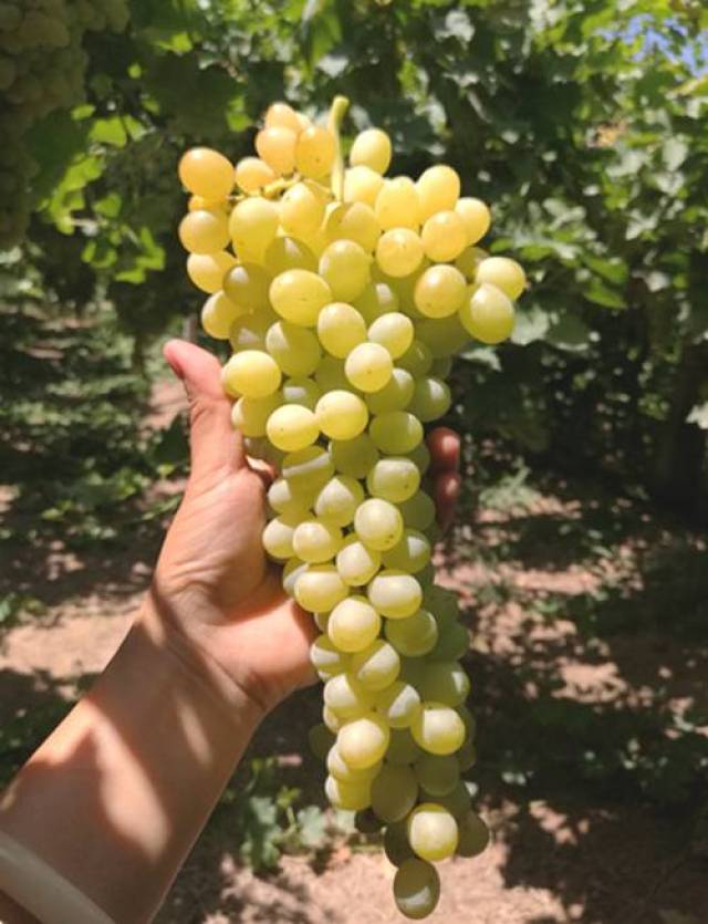 团好物||居世界之冠的新疆无核白葡萄开团啦!