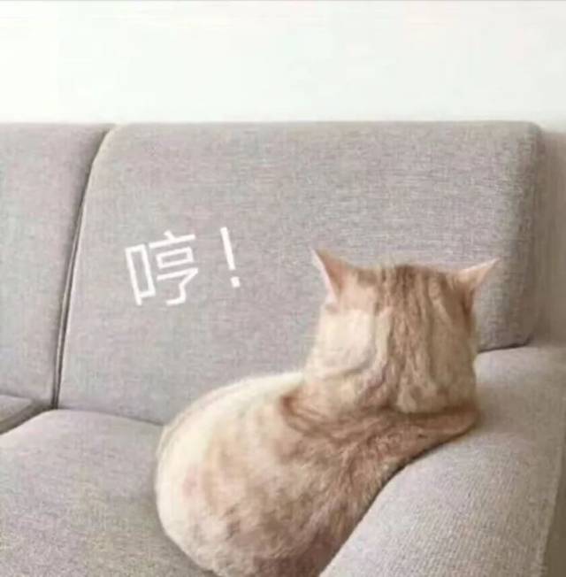 壁纸/头像 | 超可爱搞笑猫咪表情包