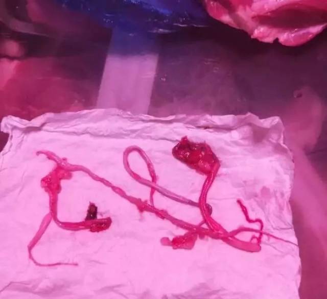 大连女子做排骨,锅里发现5厘米"虫子"!摊主演示后…结局很意外