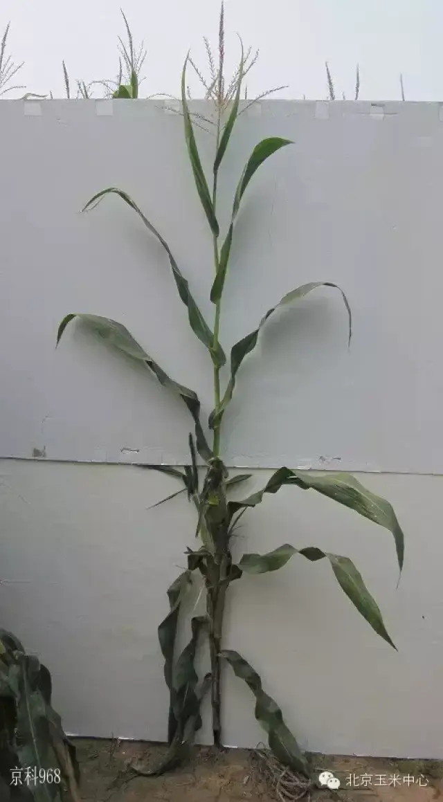 玉米的一生,从发芽到结果(106天照片全纪录,震撼了!