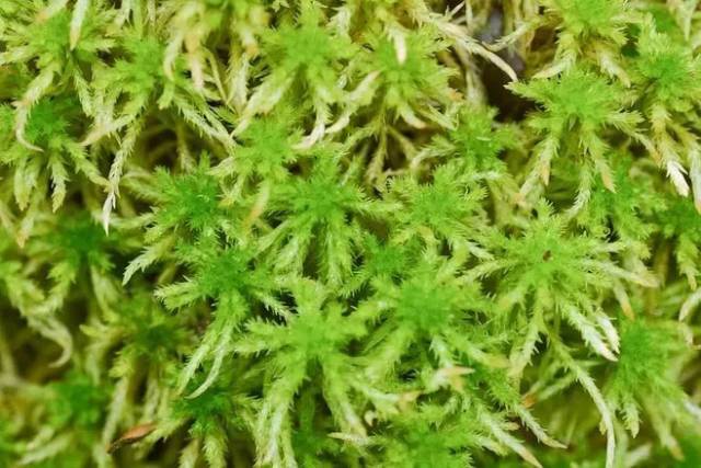 一种泥炭藓,在花市俗称"水苔"