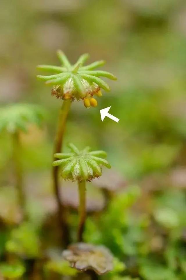 你所不知的苔藓王国,要不要来了解一下?
