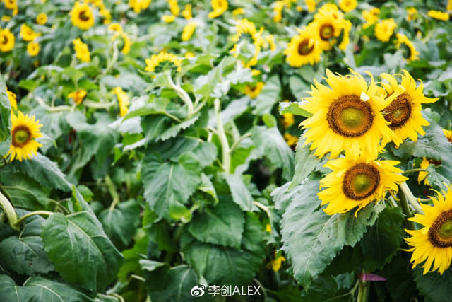 金庆淑向日葵场