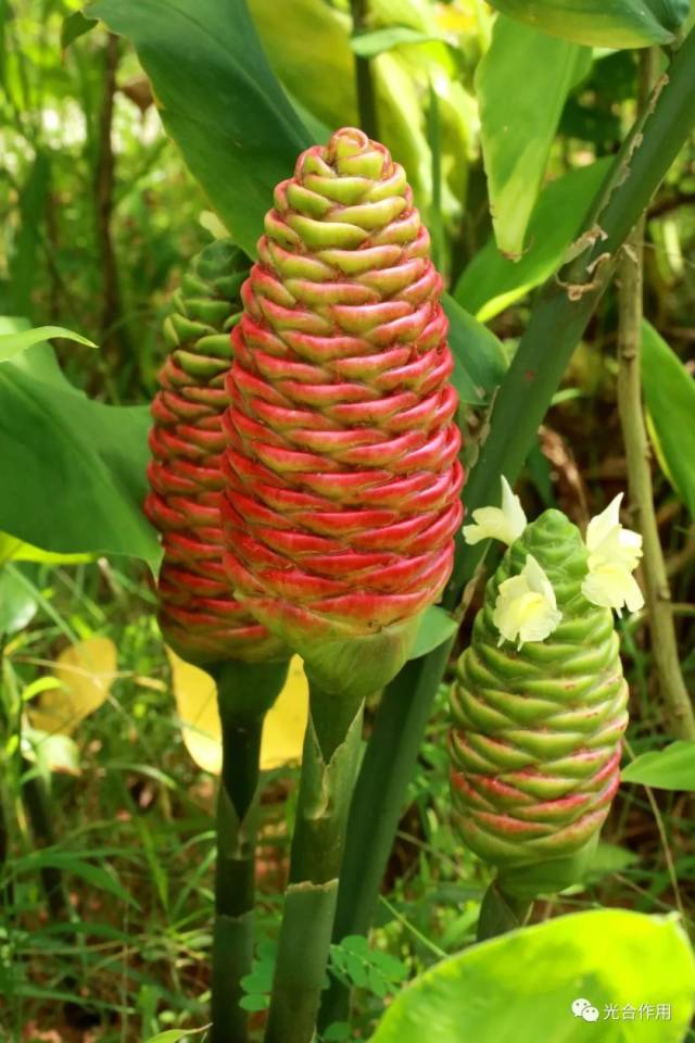 开始慢慢变红的红球姜,像火炬一样,全部花开完还能再欣赏一两个月 all