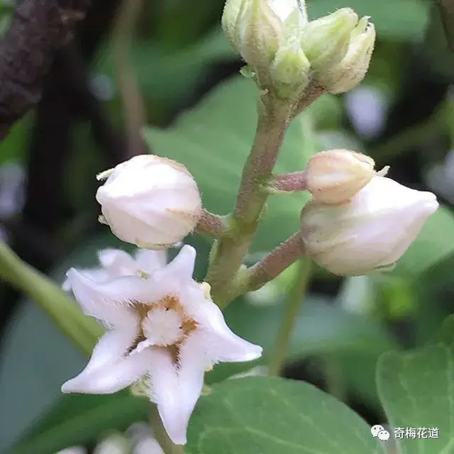 《本草纲目》中又称:婆婆针线包,羊婆奶 还有奶浆草,老婆筋,千层须等
