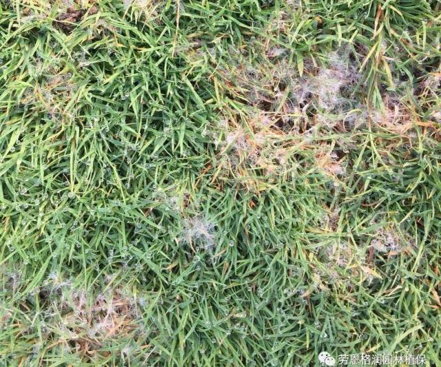 草坪腐霉枯萎病