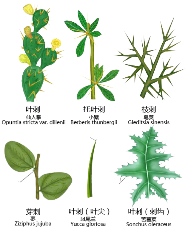 禾本科的花,禾本科植物的花,禾本科植物_大山谷图库