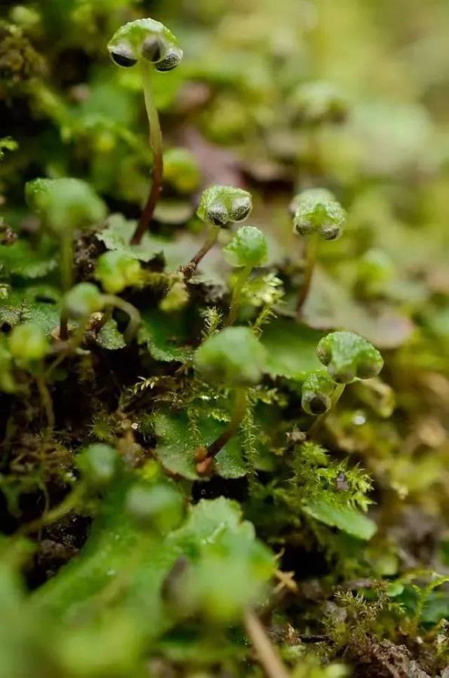 你所不知的苔蘚王國,要不要來了解一下?