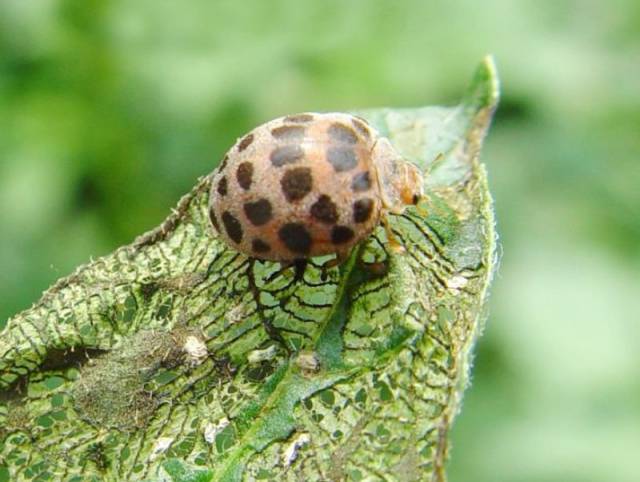 土豆瓢虫的生活习性是什么?该怎么进行