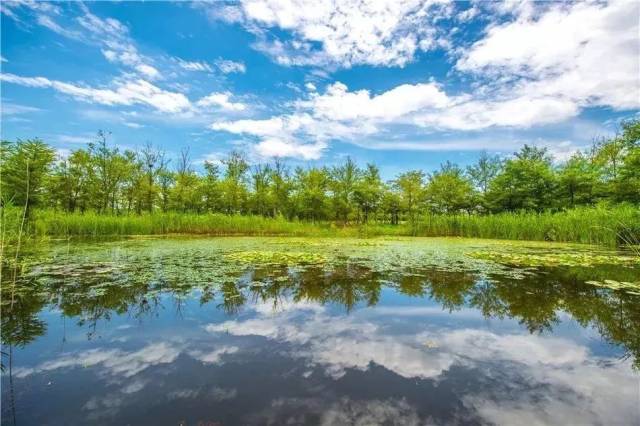 新龙生态湿地公园图片