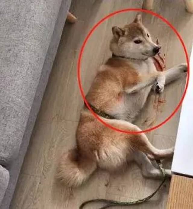 柴犬口吐"鲜血"躺在地上,主人急忙上前查看,最后有点哭笑不得.