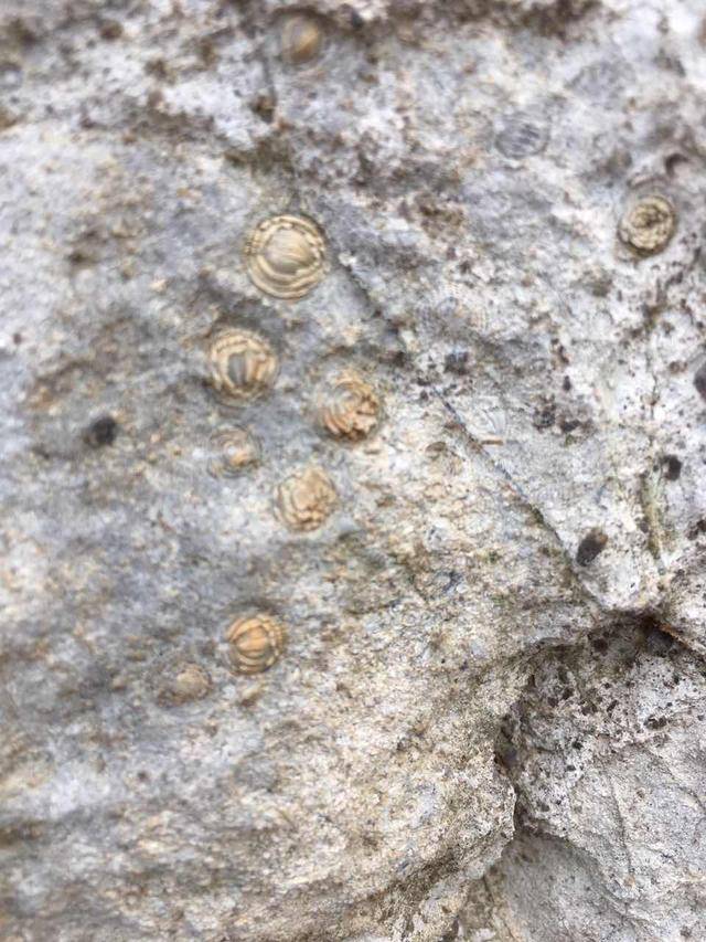 蜓的外壳形状像纺锤,日本学者称之为"纺锤虫".