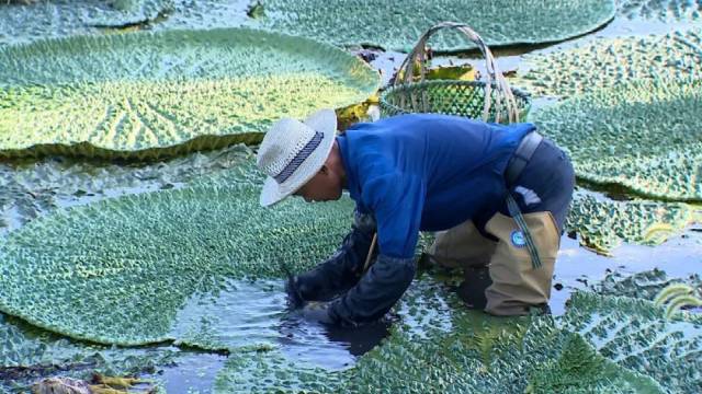 金师傅在种植基地里承包了10亩鸡头米,对于今年鸡头米的价格和产量