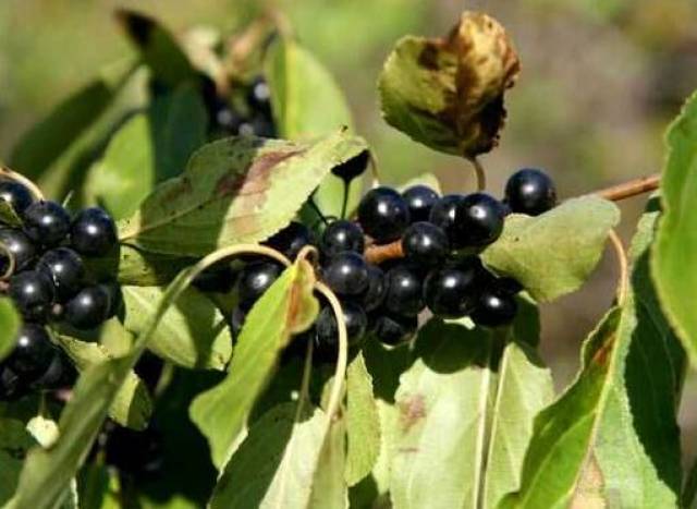 东北这些不花钱的水果,吃一次就上瘾,你都吃过吗?