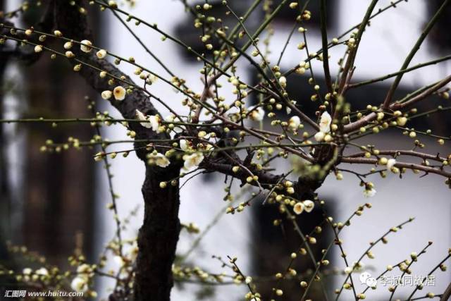 【故居物语】故居的树——那有一棵老梅树