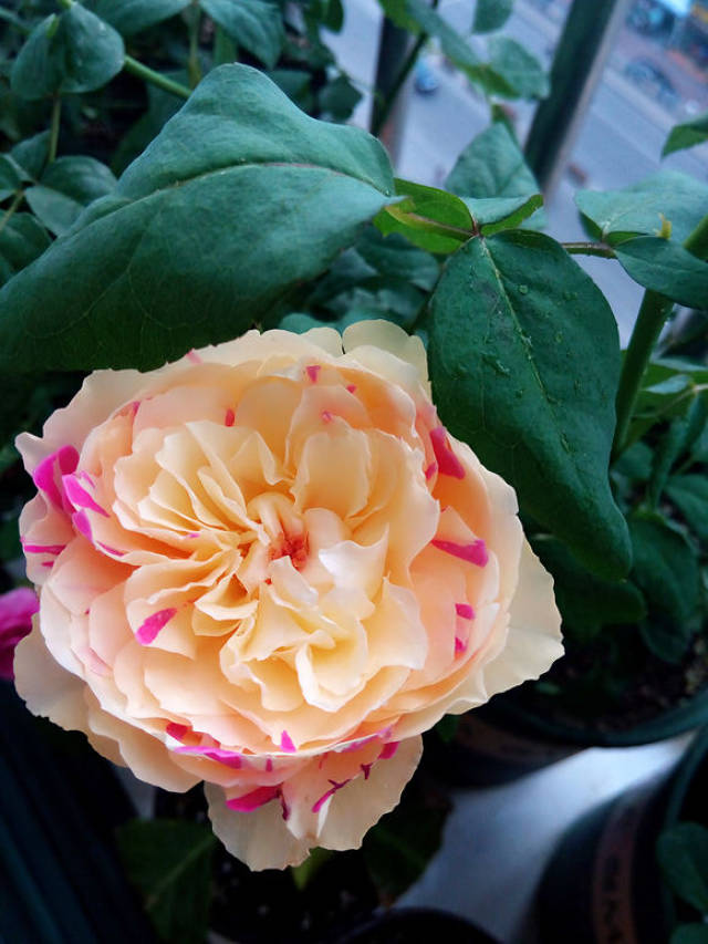 庭院或阳台盆栽最佳月季品种 美翻天