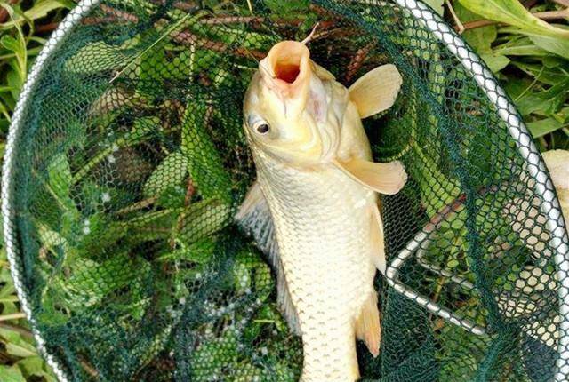 立秋后,垂钓鲫鲤鱼,钓鱼高手分享经典饵料配方,助你一臂之力!