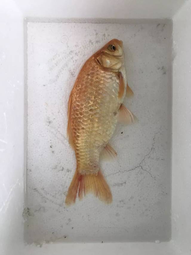 太美的鲫鱼舍不得炖,于是有了金鱼