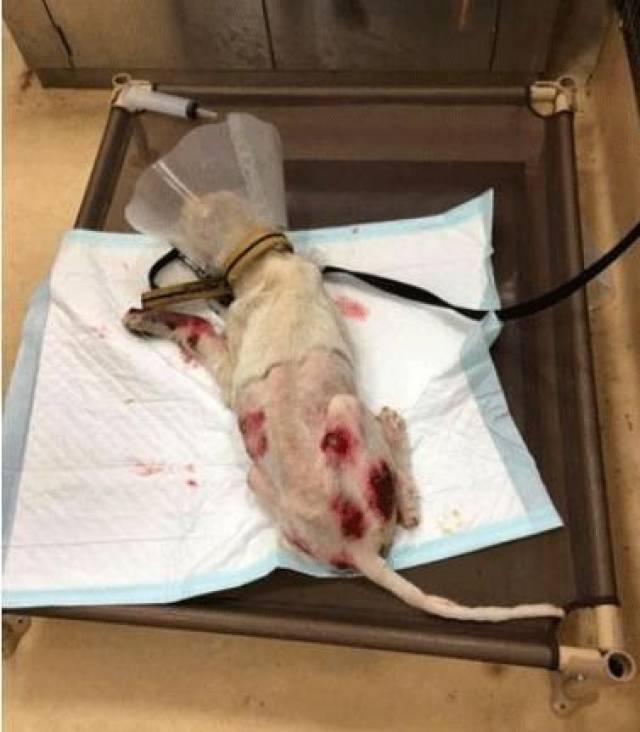 全身败血,截肢以后变成残疾狗狗,却遇上了一个爱心主人,被宠上天