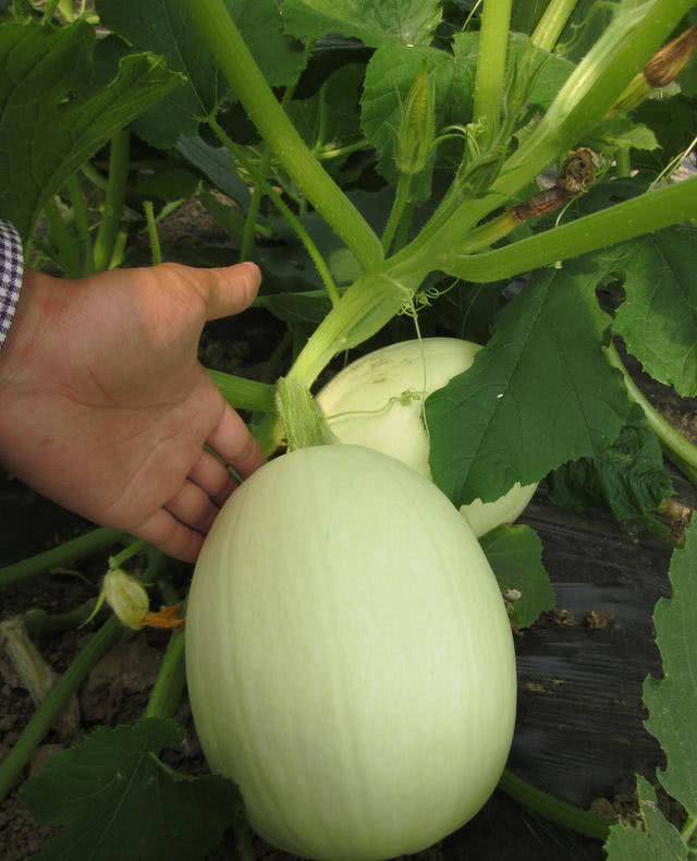邻居从地里摘了一个瓜给我,切开后,搅出美味"面条"来!