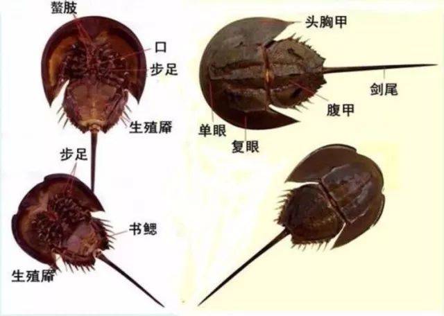 一家四口喝鲎汤2死2住院,专家称圆尾鲎有剧毒河豚毒素