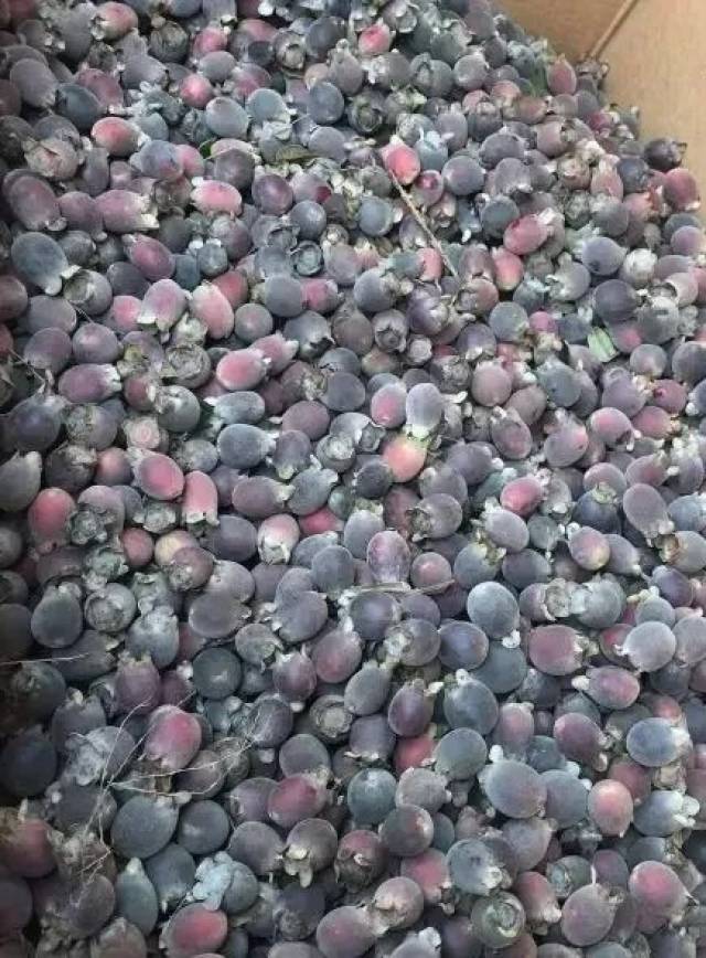 电白人,你知道菇捻子酒怎么做吗?