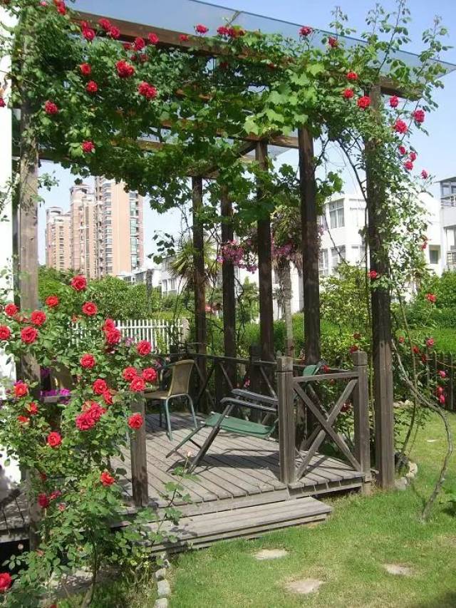 土豆一家子的田园生活,庭院里种花种菜种果树养鸡,收获满满!