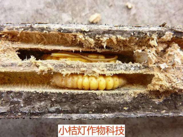 蔡老师讲堂|天牛的危害与防治