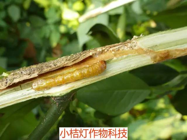 光盾绿天牛卵粒