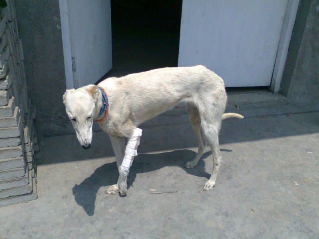 忠心土狗每天打着石膏瘸着腿走2公里,只为接主人下班!