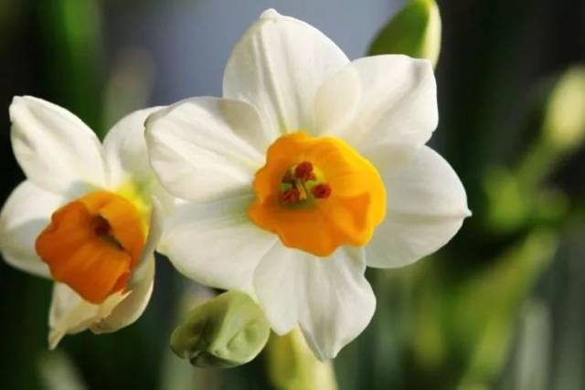 曾经读过"庭栽栖凤竹, 池养化