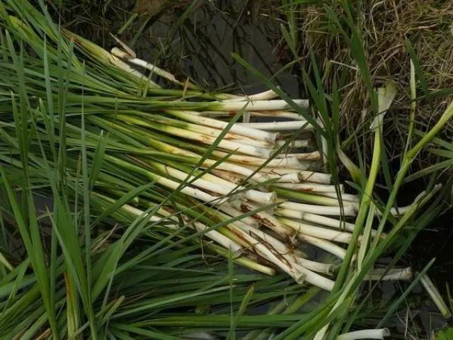 "春蔬那及吾淮好,入馔蒲芽不论斤","懒得溪流通尺素,蒲根仍有一双鱼