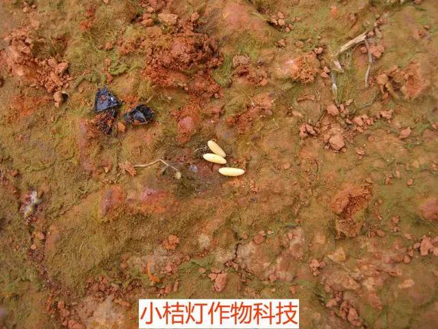 蔡老师讲堂|天牛的危害与防治