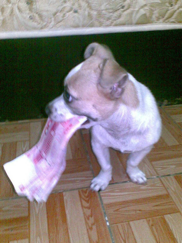 男子背着妻子藏了1000块私房钱, 却被自己狗10分钟全部找到!