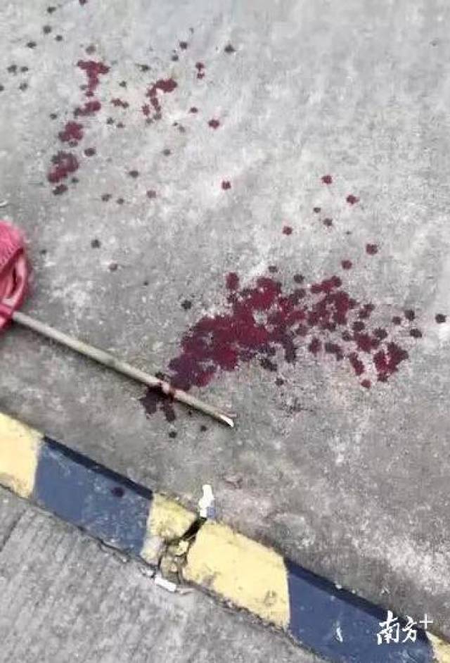 视频 投票|东莞一藏獒连咬4人并扑咬民警,被击毙!狗主人要不要担刑责?