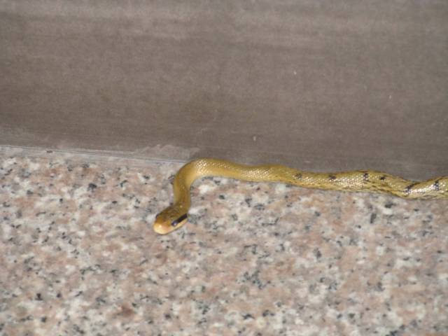 知道什么是家蛇"吗?胆小勿入