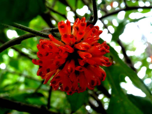 "活雷锋"枸桃树全身是宝,能吃能用可造纸!| 豫记