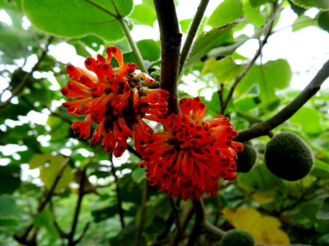 "活雷锋"枸桃树全身是宝,能吃能用可造纸!| 豫记