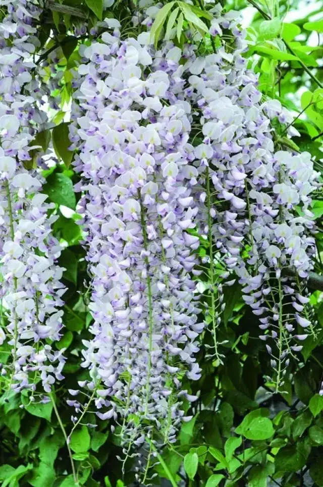 多花紫藤蓝梦 wisteria floribunda blue dream