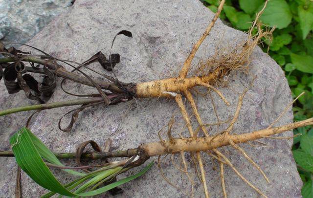 在女科专治药的炮制过程中,柴胡的炮制心得_手机搜狐网