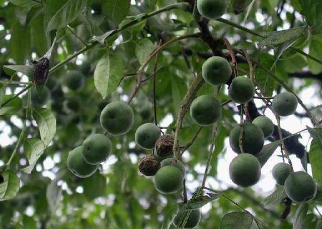 小时候当弹弓子弹的果子,捡回来做成手串后竟换得高价