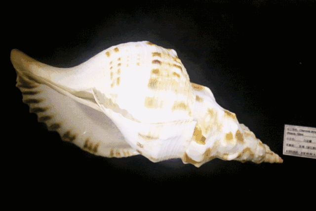 海上丝路贝壳展