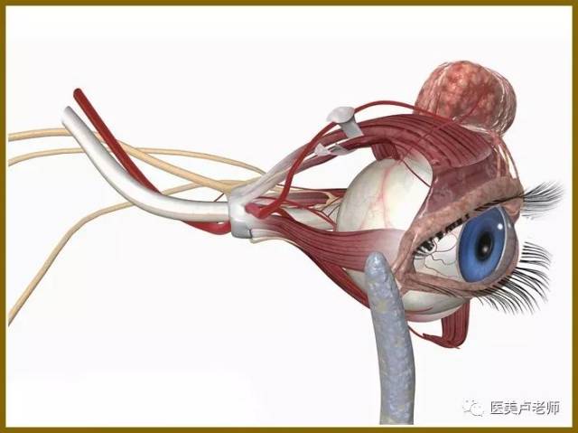睫状后长动脉图片