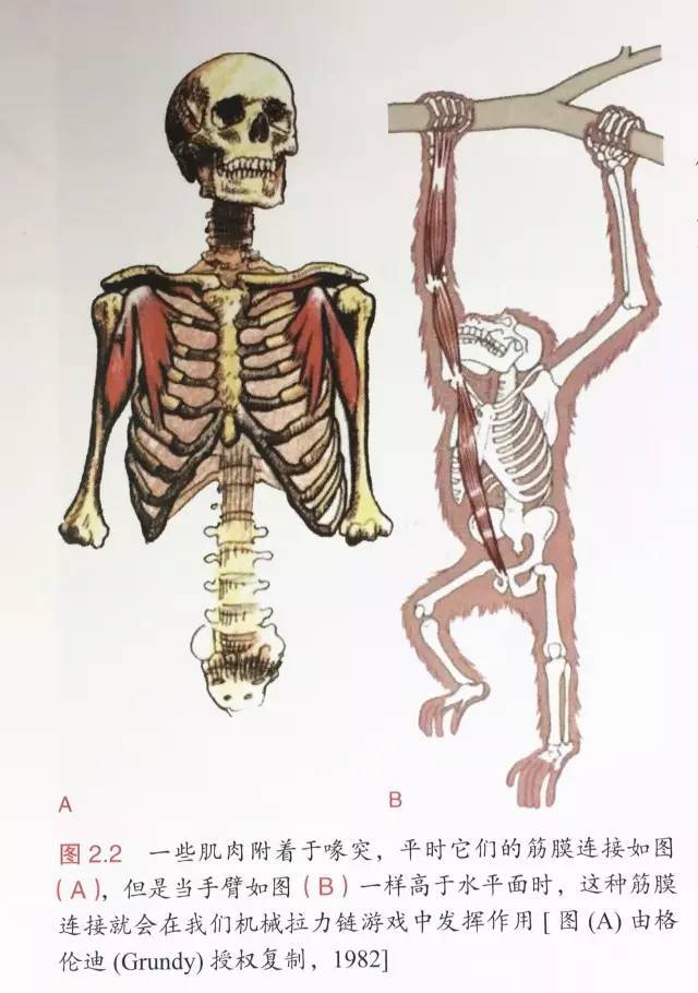 从《解剖列车》认识肌筋膜连接世界!