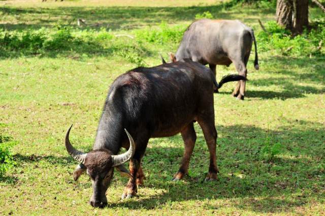 流行特点在自然条件下主要侵害牛类,包括黄牛,牦牛,犏牛,奶牛等,其中3