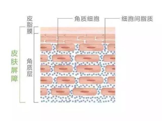 这边引用下美国学者 elias pm 的皮肤天然屏障"砖墙学说"