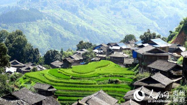 稻花飘香稻谷开始灌浆,沿绵数百里的梯田一路风景如画,梯田中有村寨