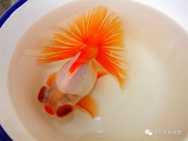 蝶尾金鱼的尾鳍如同蝶舞一般"十二红"尤其美丽!